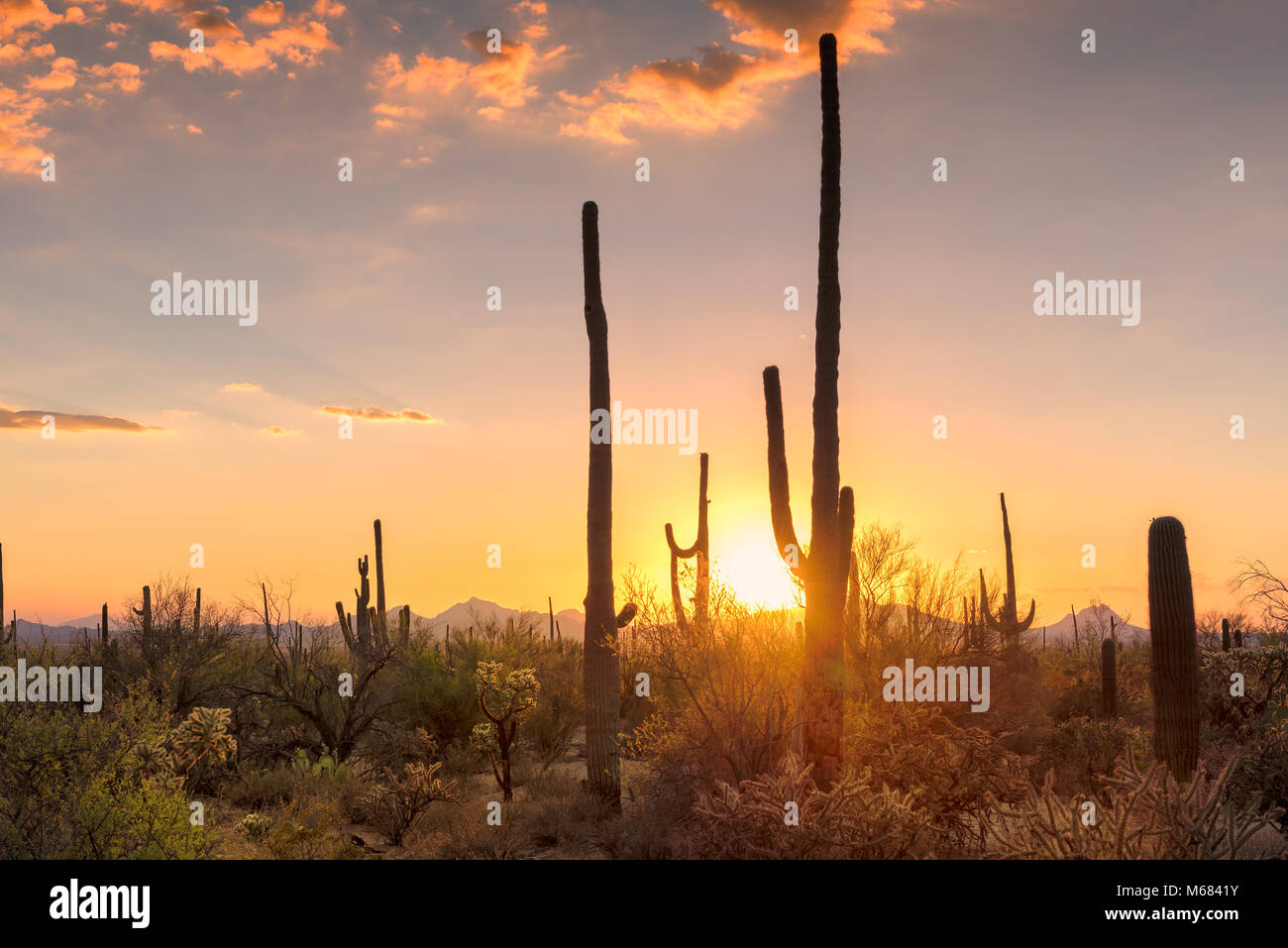 Sunset view of the Saguaro cacti in Sonoran Desert near Phoenix, Arizona. Stock Photo
