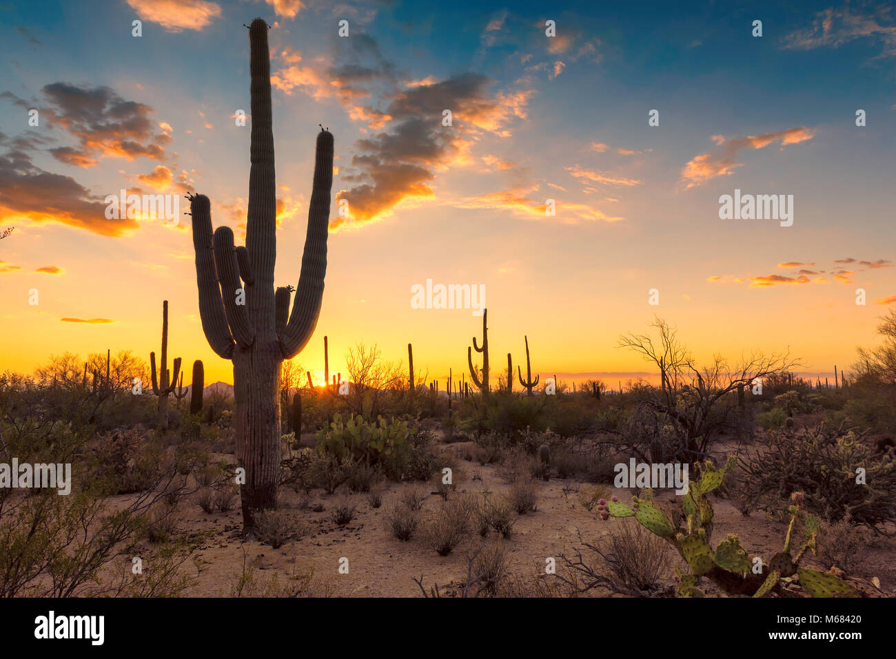 Saguaros at Sunset in Sonoran Desert near Phoenix Stock Photo - Alamy