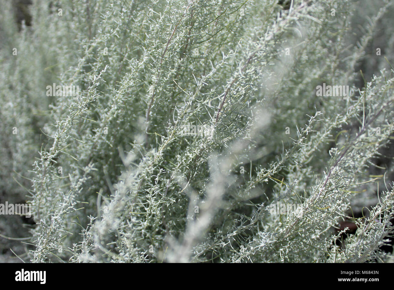 Sand sagebrush (Artemisia filifolia). Stock Photo