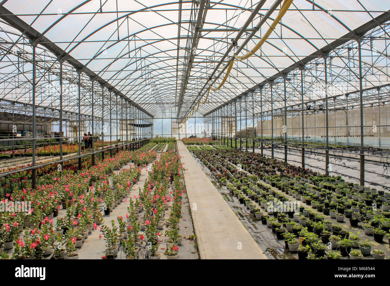 flowers in greenhouse Stock Photo Alamy