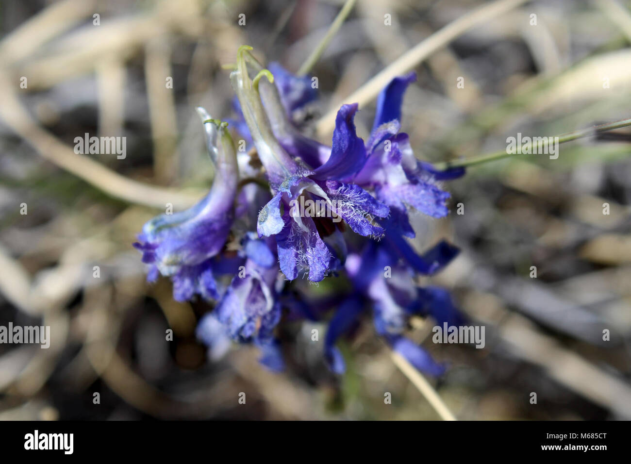 Tall mountain larkspur (Delphinium scaposum). 050317 8740 Stock Photo