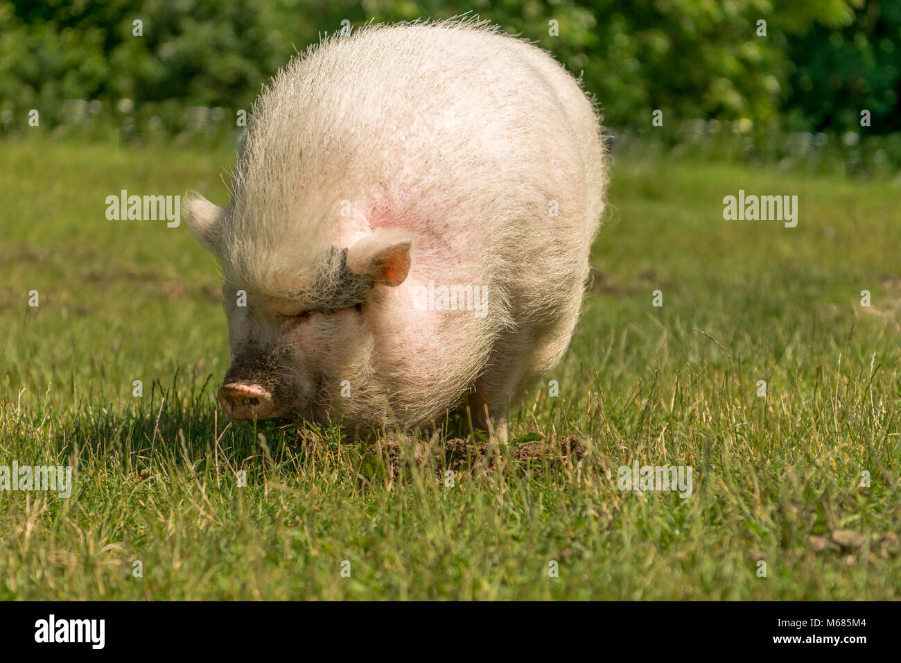 Porky pig hires stock photography and images Alamy