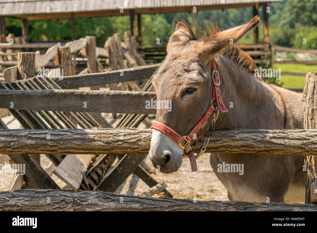 Beautiful donkey in various positions Stock Photo