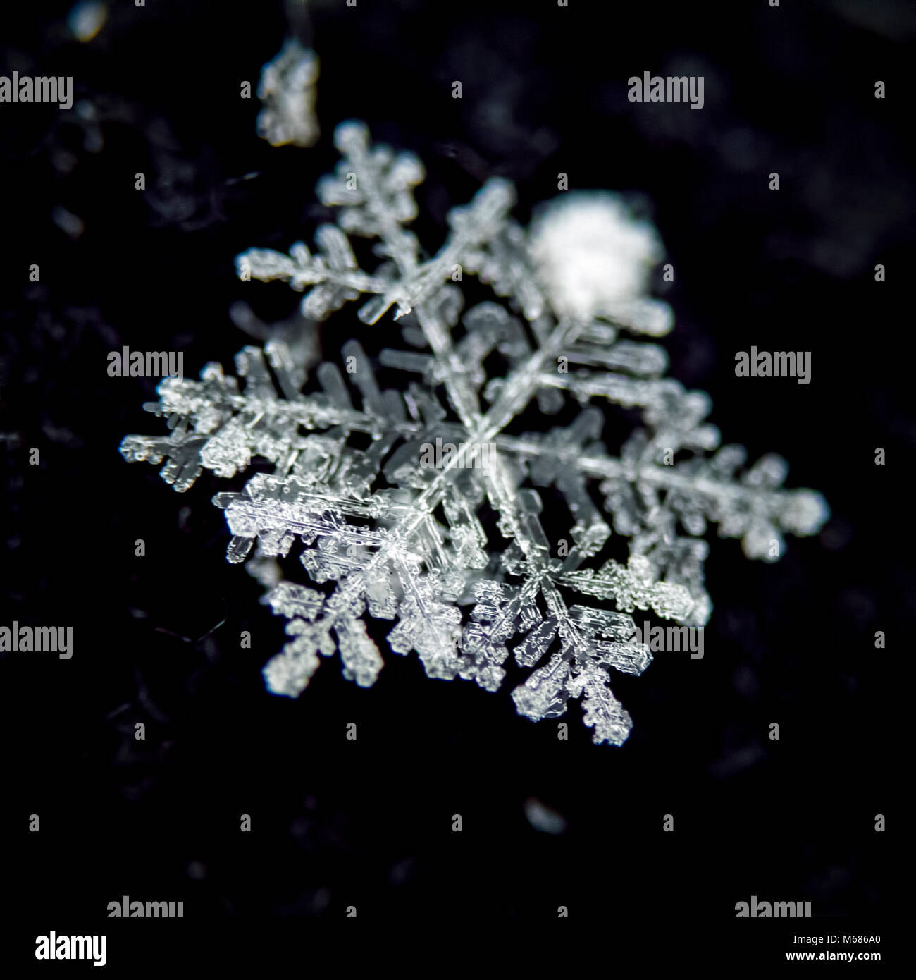 Macro photograph of single snowflake Stock Photo