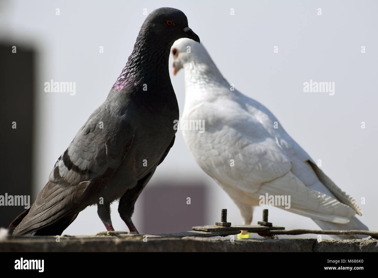 White brown pigeon hires stock photography and images Alamy