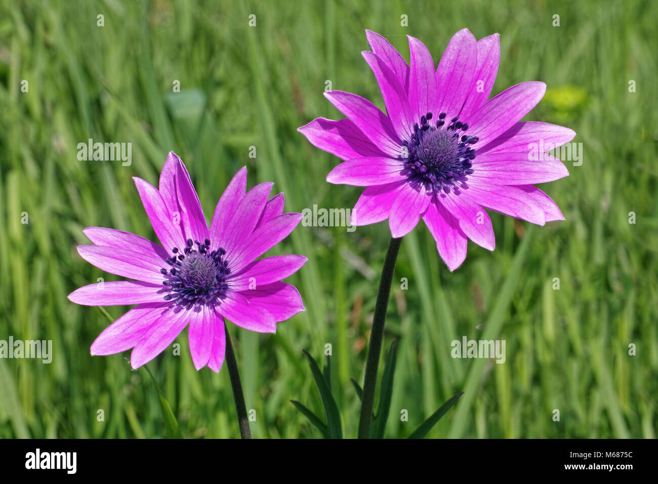 two flowers of broad-leaved anemone Stock Photo