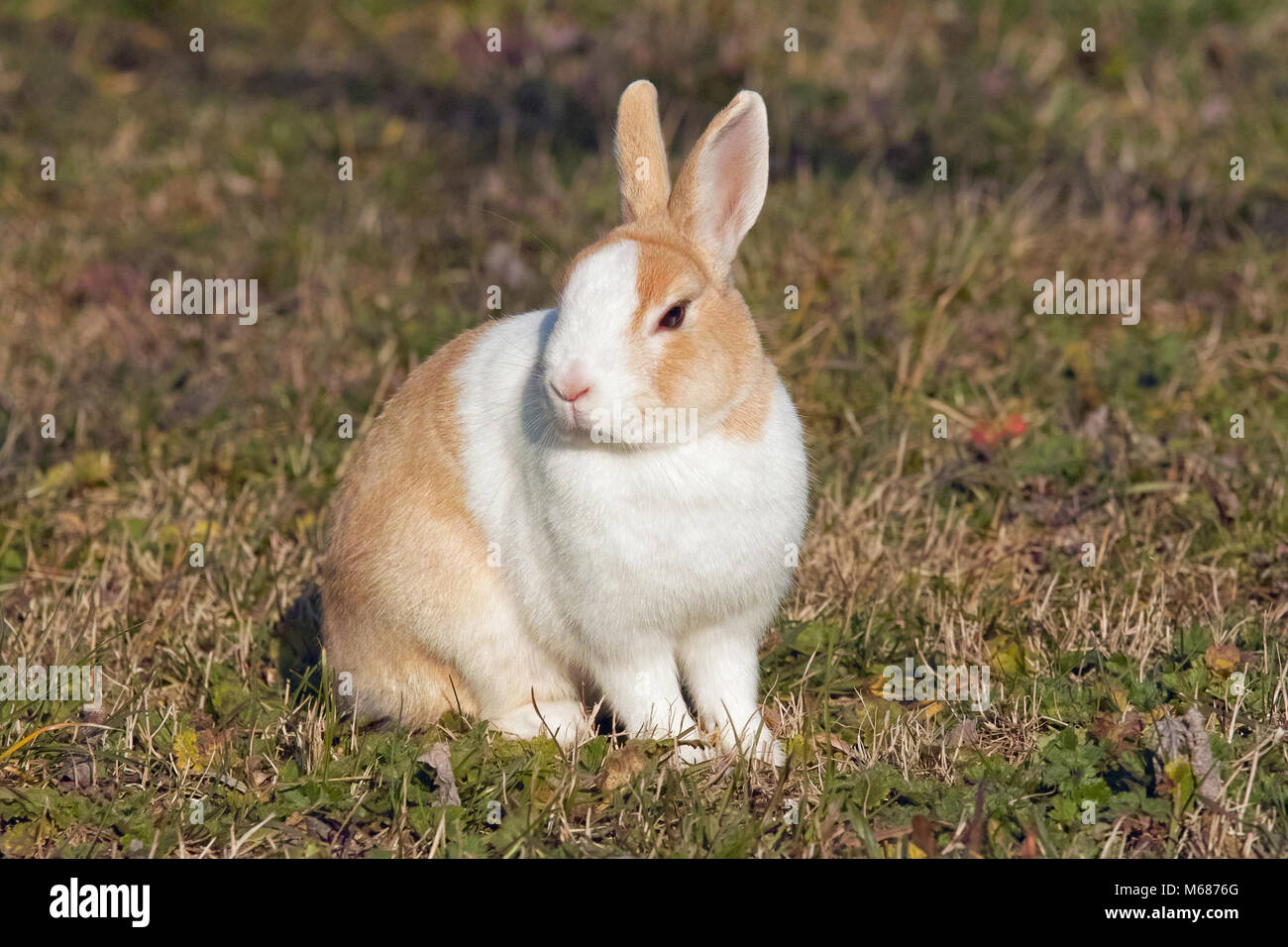 little white and red rabbit, piebald , leporidae Stock Photo