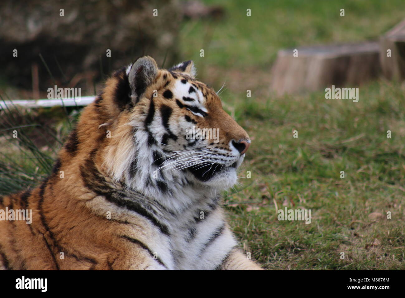Tiger resting Stock Photo