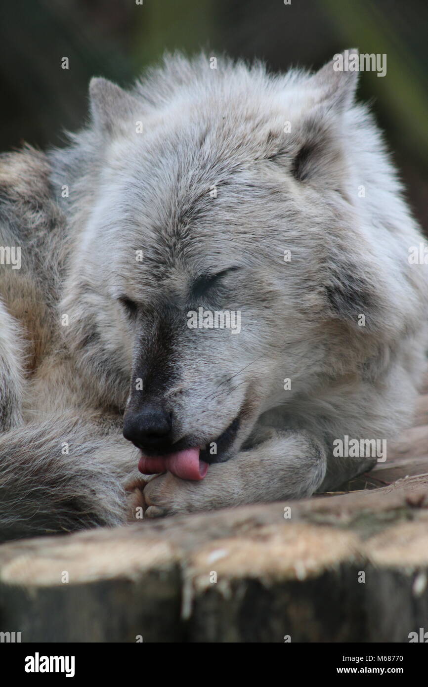Grey Wolf Paw