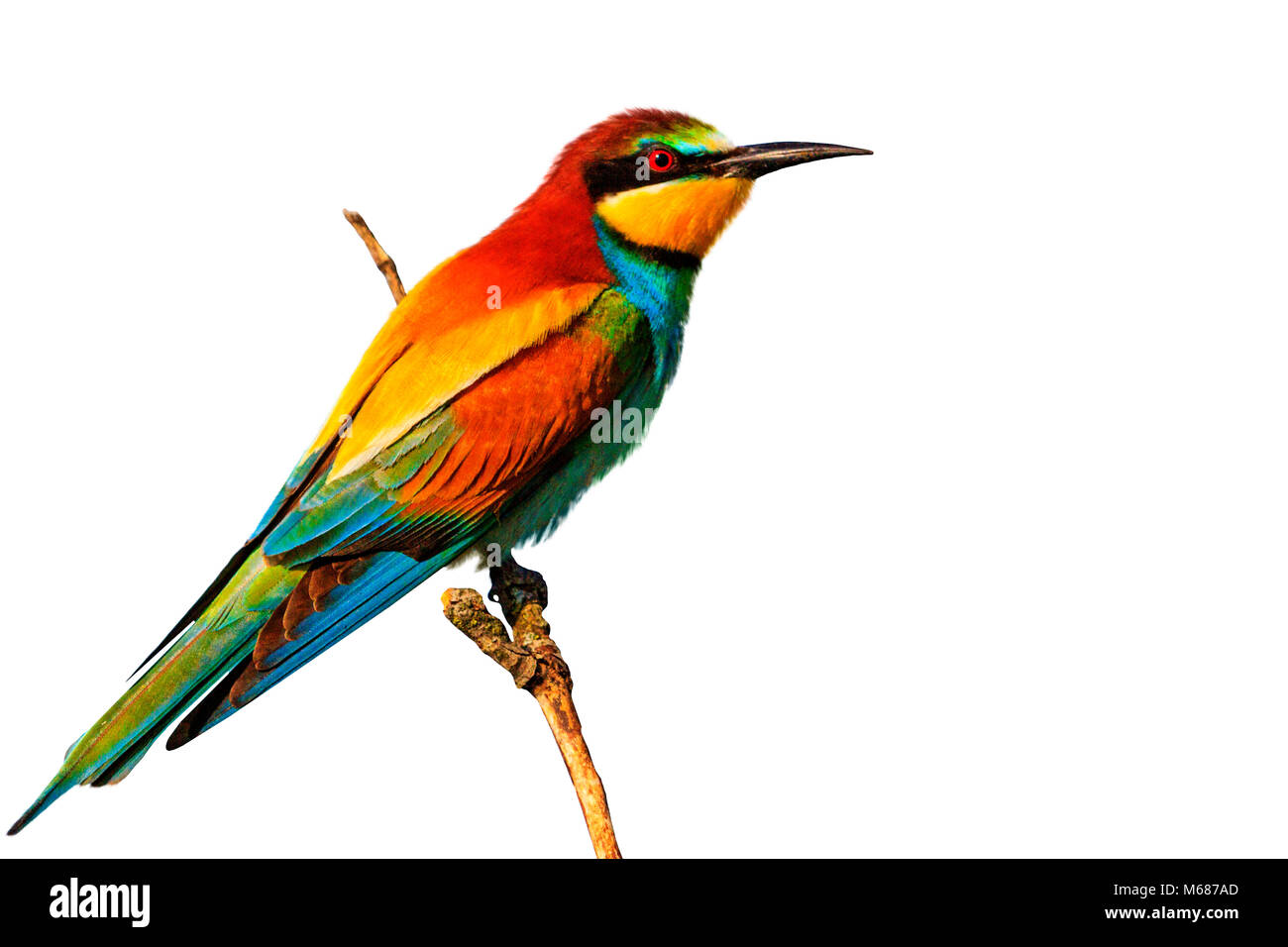 tropical bird sitting on a branch on a white background Stock Photo - Alamy