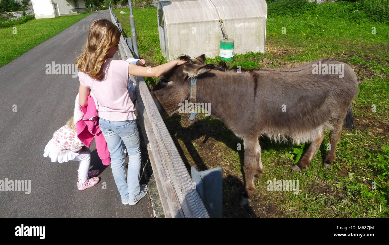 Child, girl, kid stroking a donkey in a green grass field on a bright summer's day Switzerland showing love kindness kind, donkey animal Stock Photo