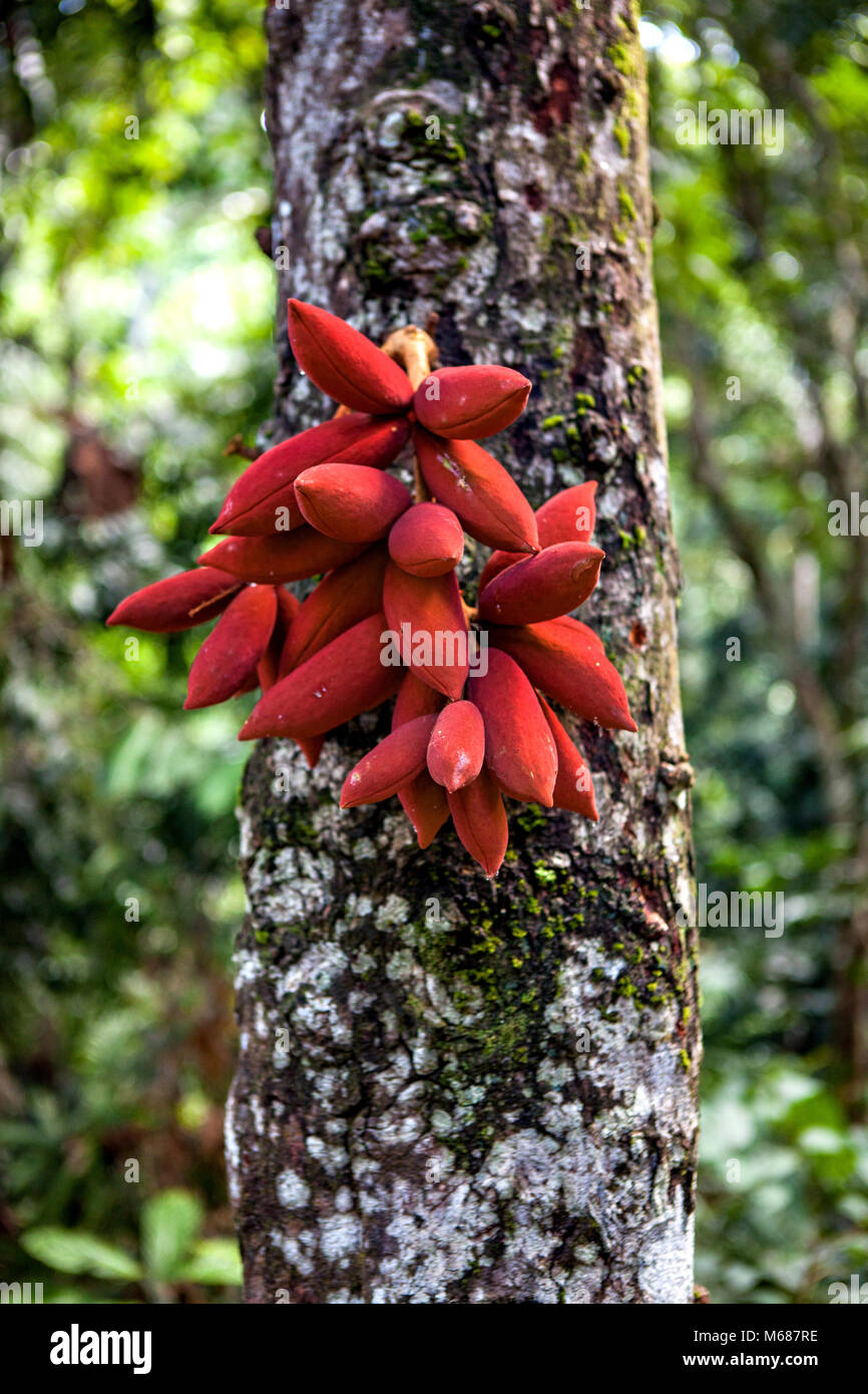 Fruit of the Kalumpang Tree in the Rainforest Discovery Centre in Sepilok, Borneo, Malaysia Stock Photo