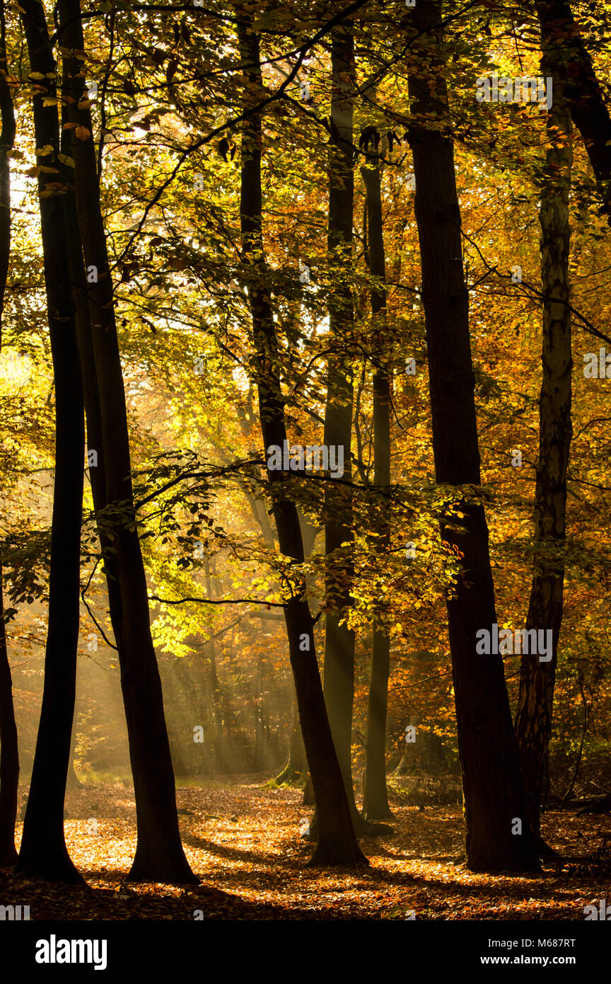 Thetford Forest Autumn Sunlight Trees and Leaves Stock Photo