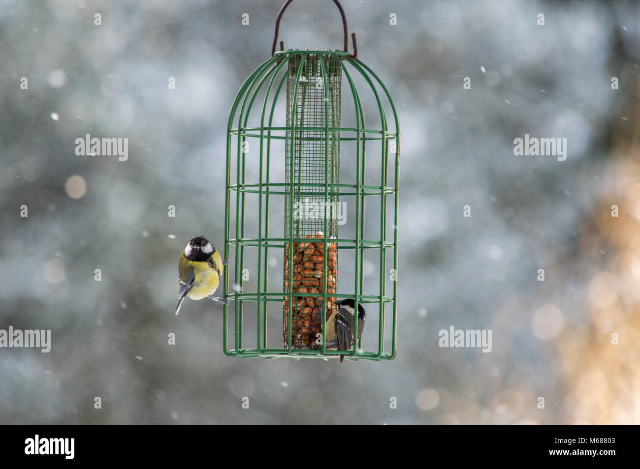Yellow Tits eating from a bird feeder in winter Stock Photo