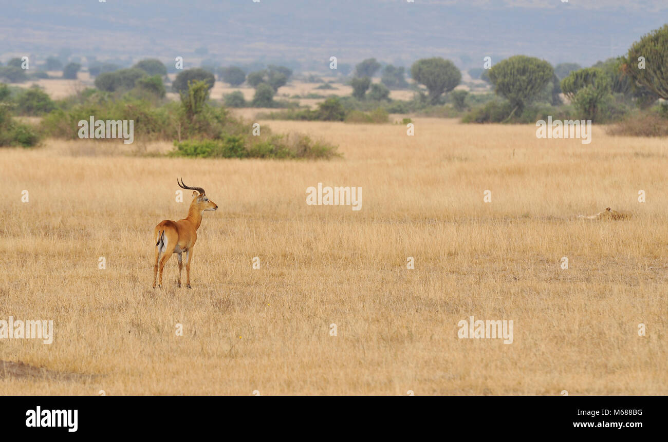 A lonely gazelle stood on her own in Uganda Stock Photo
