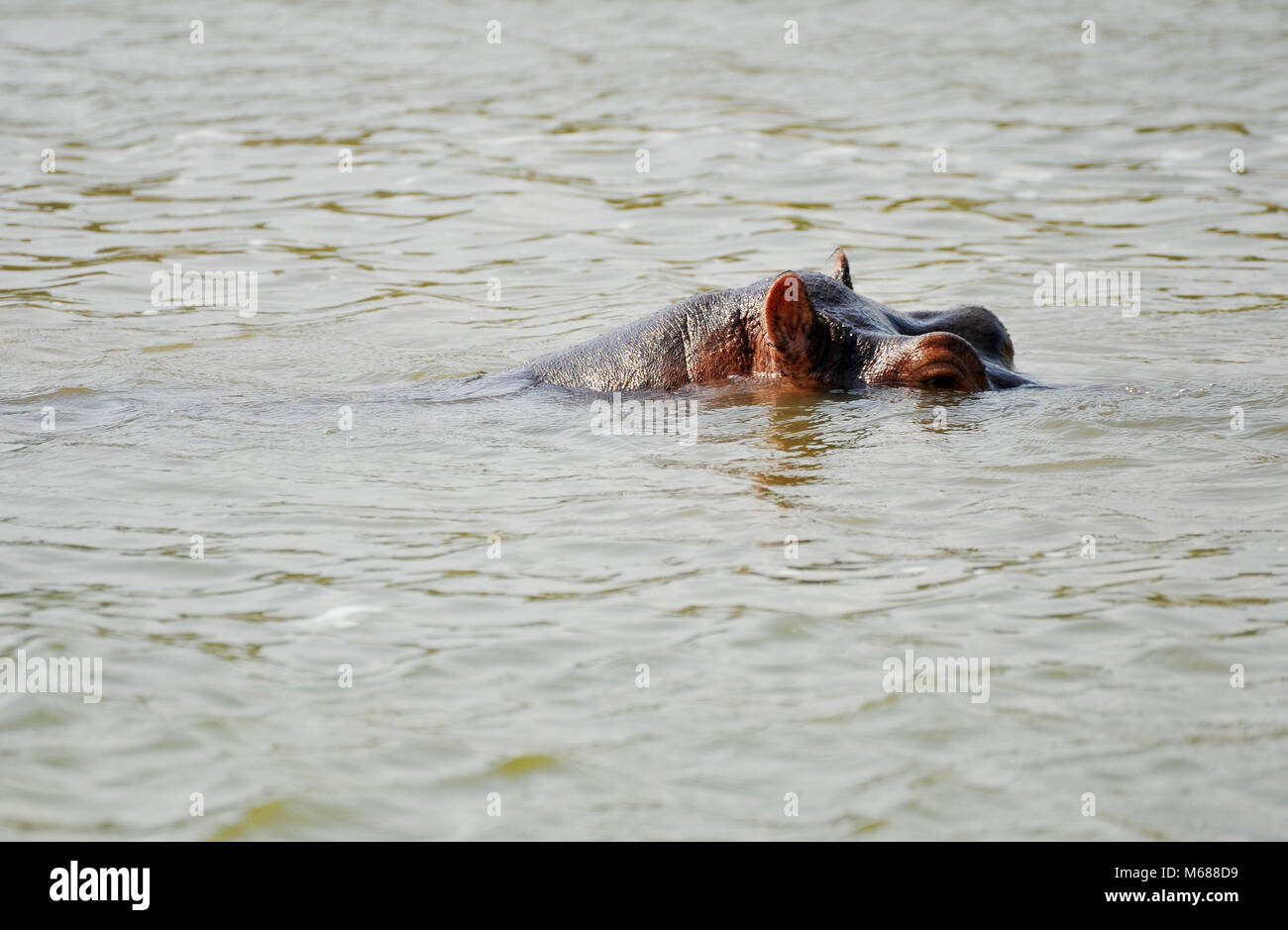 Hippo's in Uganda Stock Photo