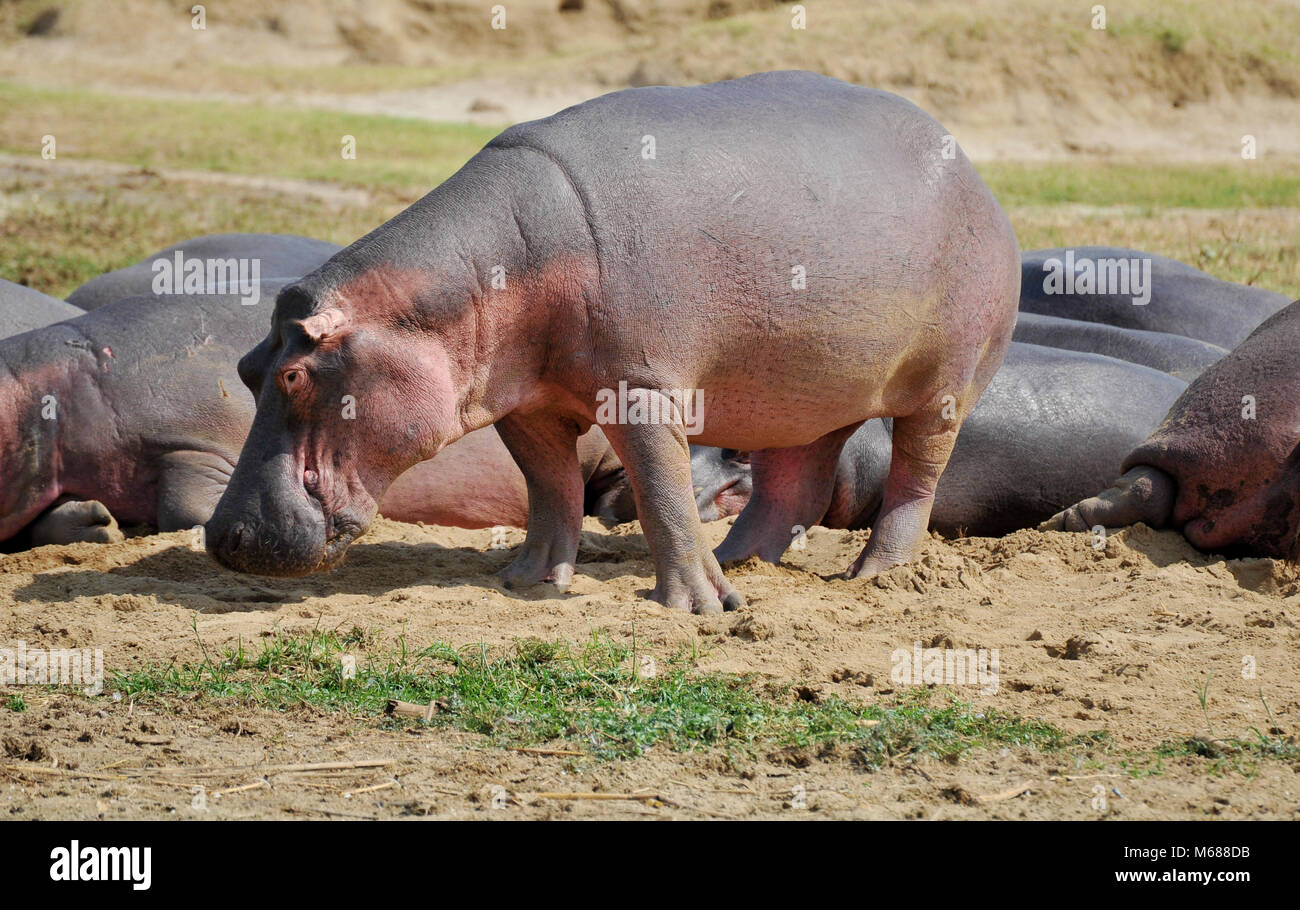 Hippo's in Uganda Stock Photo