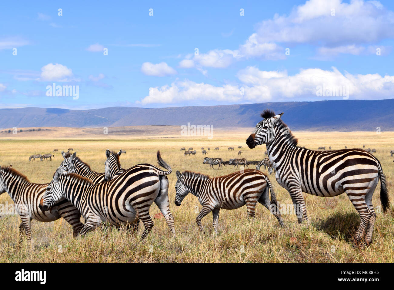 Zebras in Ngorongoro crater, Tanzania Stock Photo