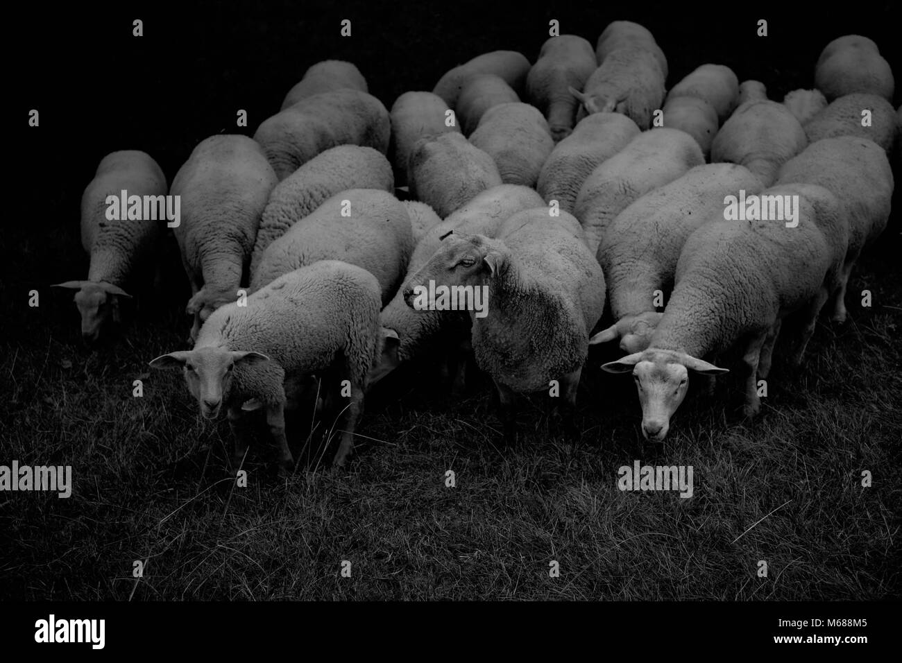 A flock of sheep farm livestock Stock Photo - Alamy