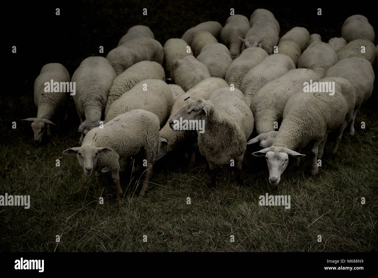 A flock of sheep farm livestock Stock Photo Alamy