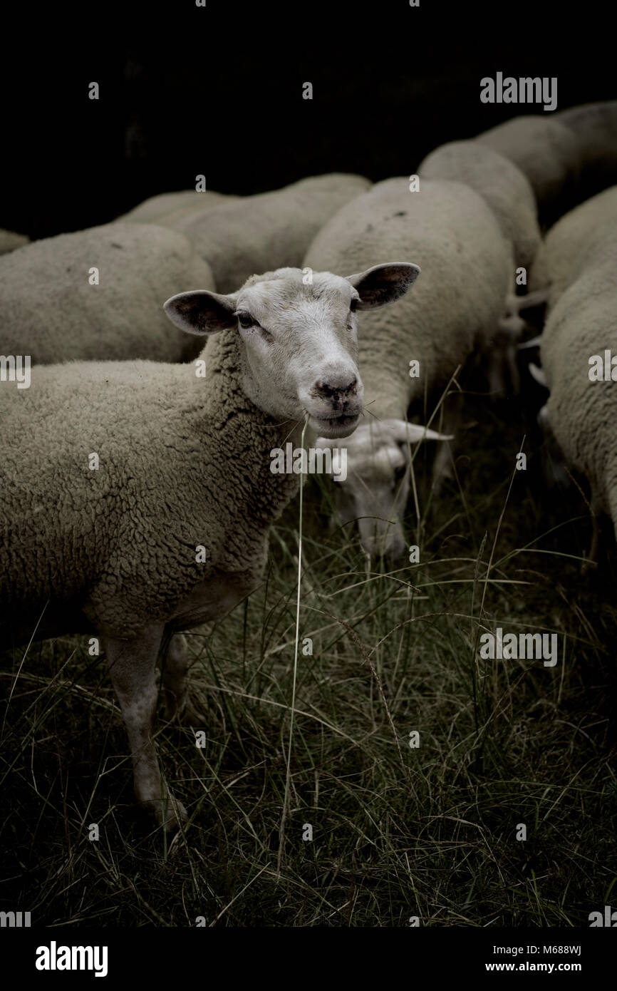 A flock of sheep farm livestock Stock Photo