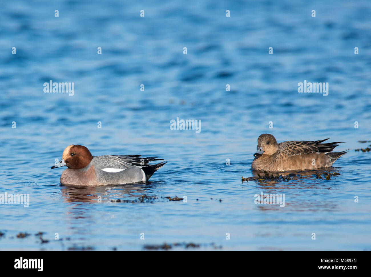 Pair of Eurasion Wigeon (Anas Penelope) on the sea in winter feeding amongst seaweed. Stock Photo