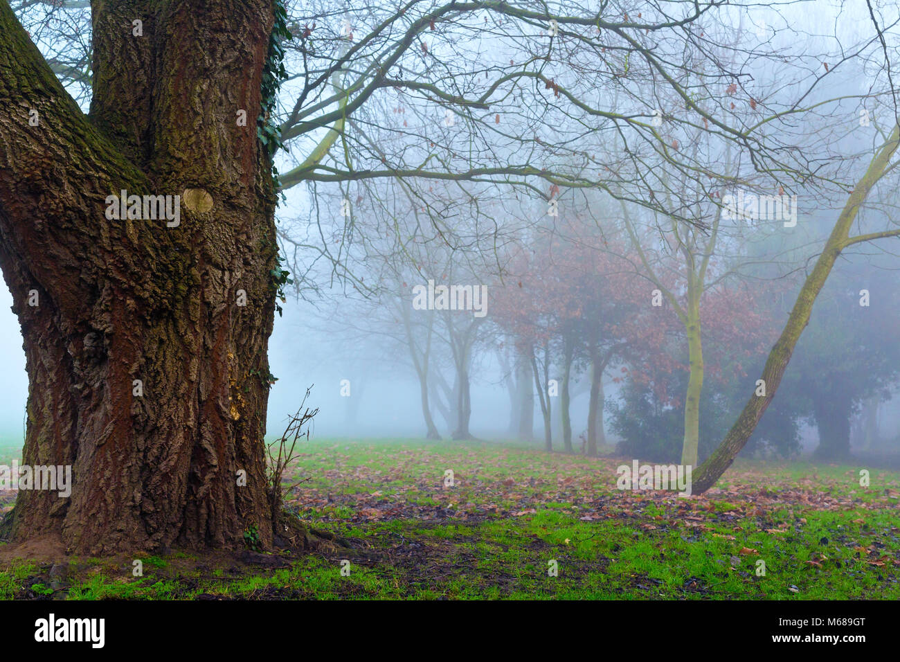 misty woodland shot with large tree in foreground and mist in background early morning in essex Stock Photo