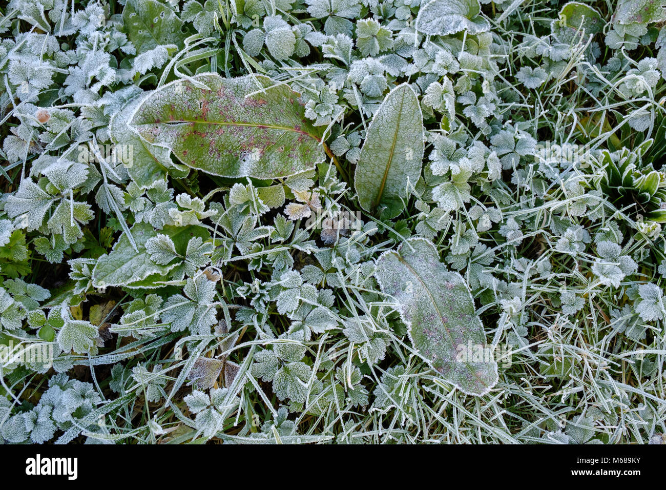 Close up of wild plants covered in frost in field in Monmouthshire Wales UK Stock Photo
