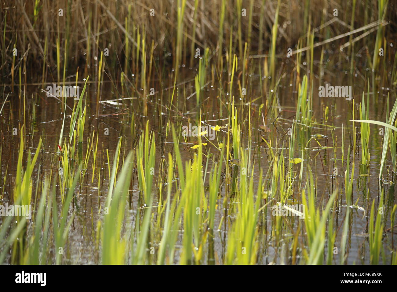 Reeds and flowers come grow out of the water Stock Photo - Alamy