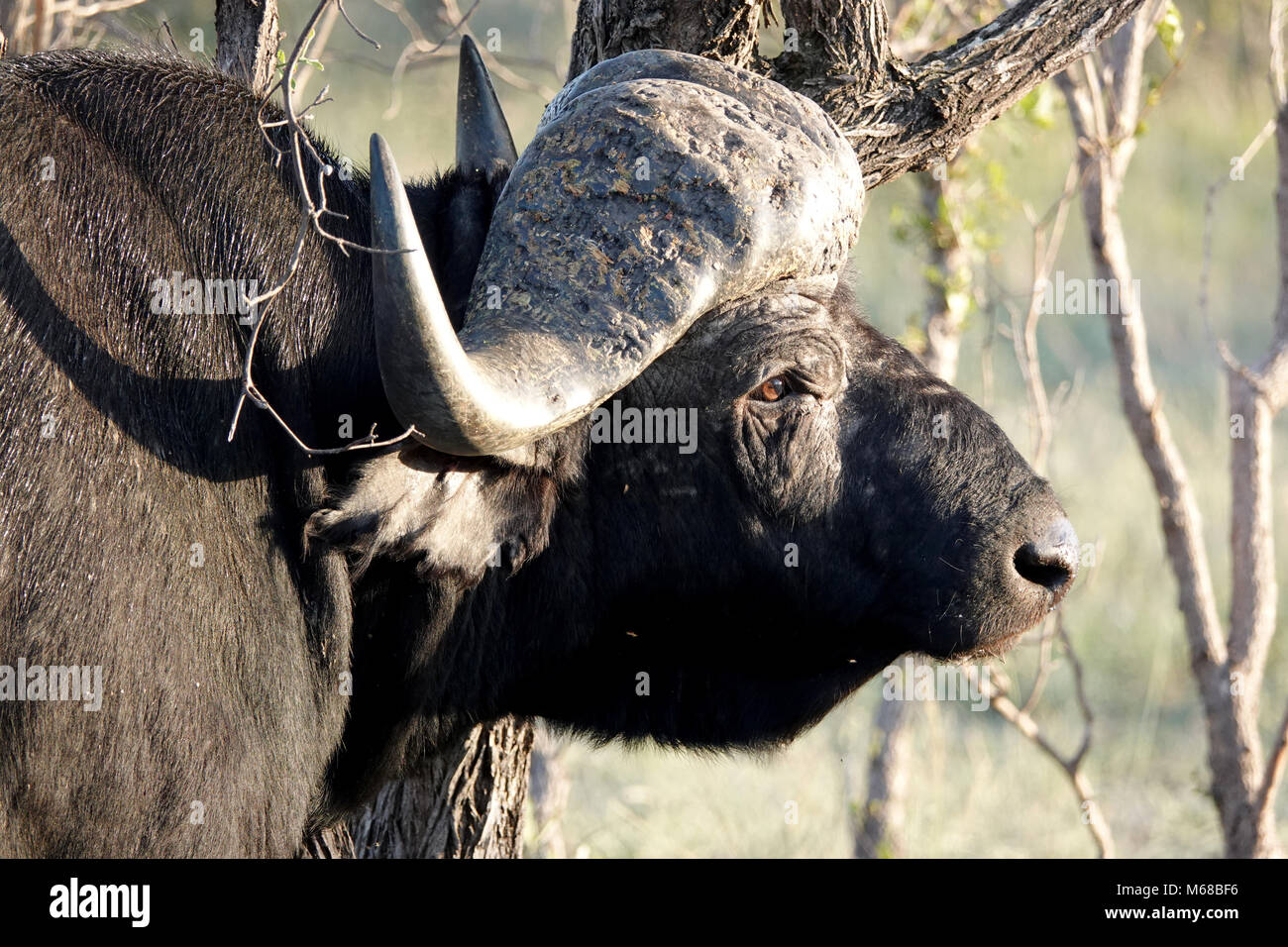 Water buffalo Kruger National Park Stock Photo Alamy