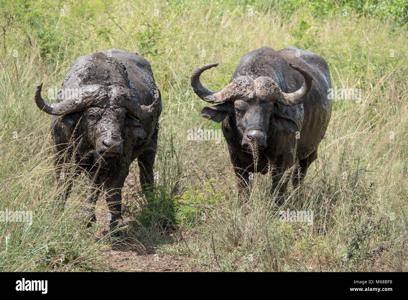  water buffalo at Kruger National park Stock Photo Alamy