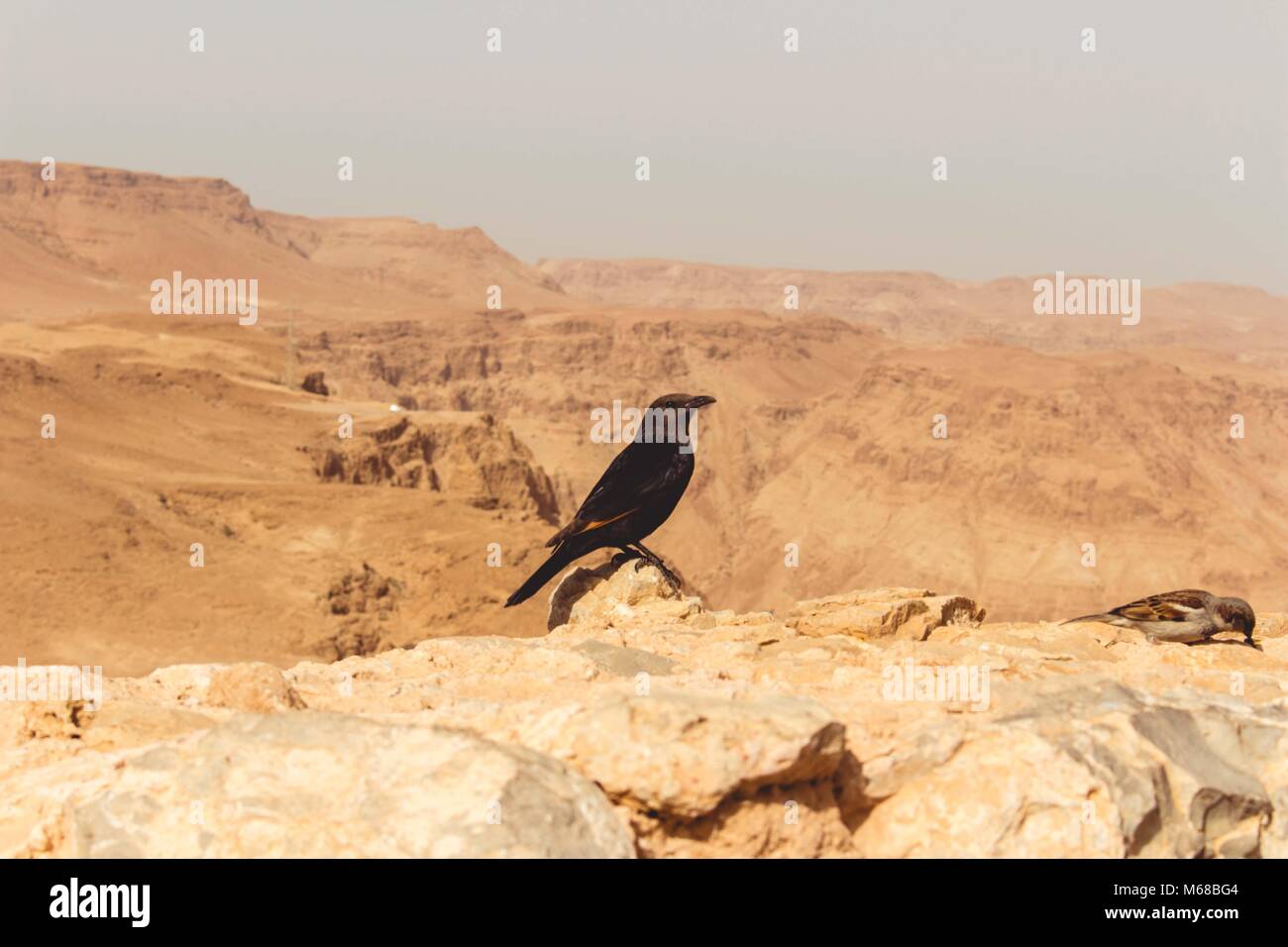 Tristram's starling Stock Photo