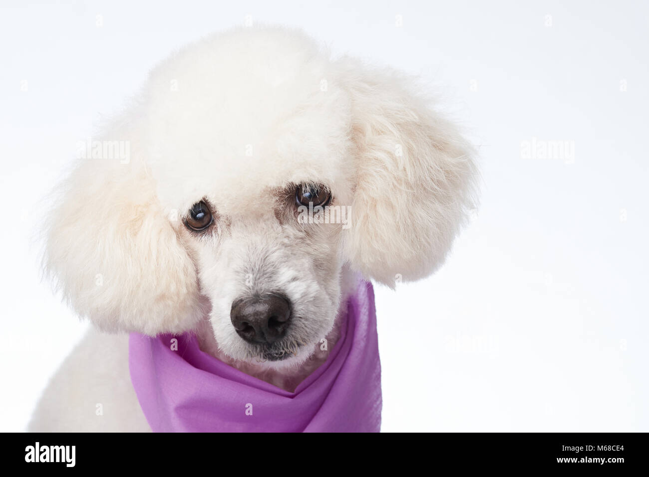 Portrait of poodle with haircaut isolated on white background Stock Photo