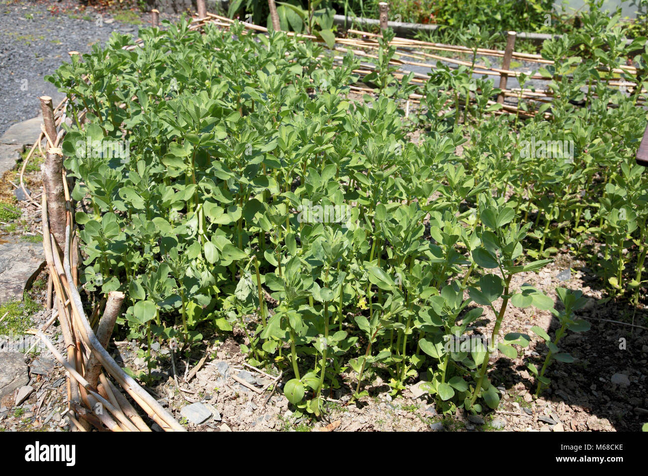 Field Beans High Resolution Stock Photography and Images Alamy