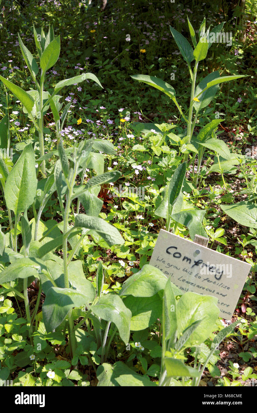 Comfrey being grown as a fertiliser at the Centre for Alternative Technology, Machynlleth Stock Photo