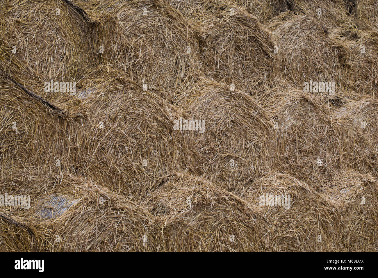 The difference between straw and hay hires stock photography and
