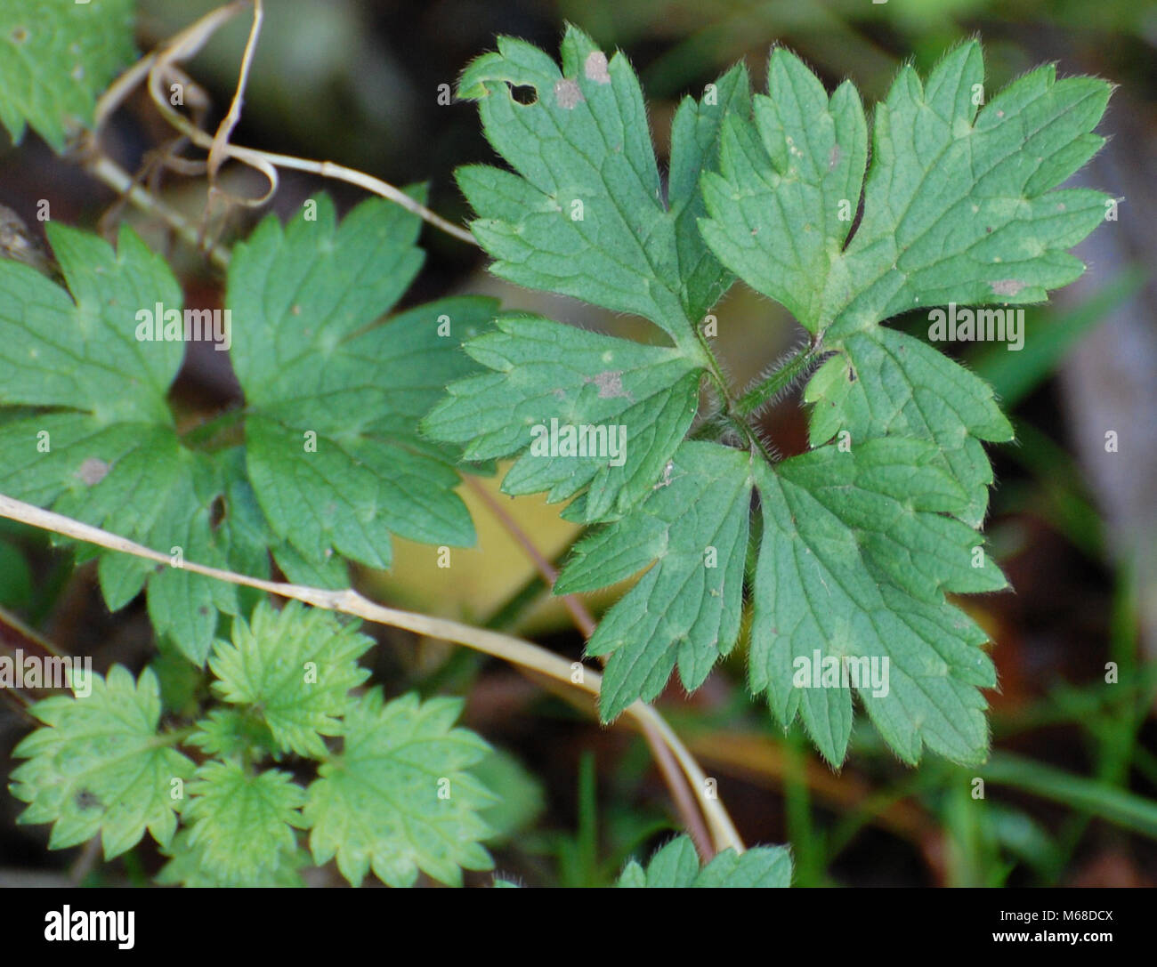 Creeping buttercup leaves, close up view, uk Stock Photo