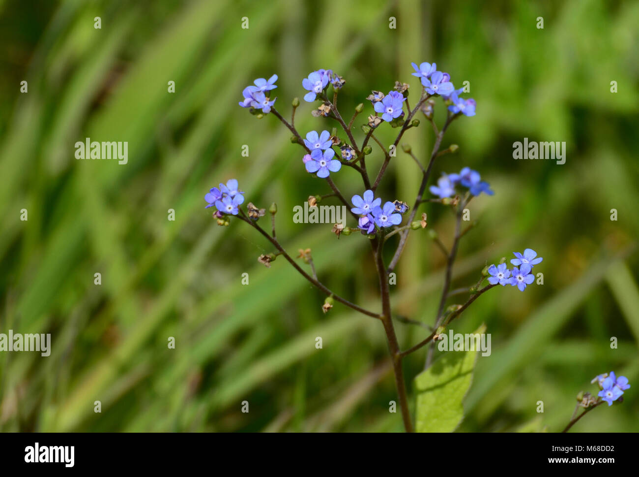 Dainty purple forget-me-not flowers, uk Stock Photo