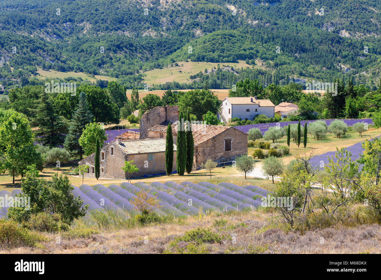 Countryside near Ongles Forcalquier Alpes-de-Haute-Provence  Provence-Alpes-Cote d'Azur France Stock Photo - Alamy