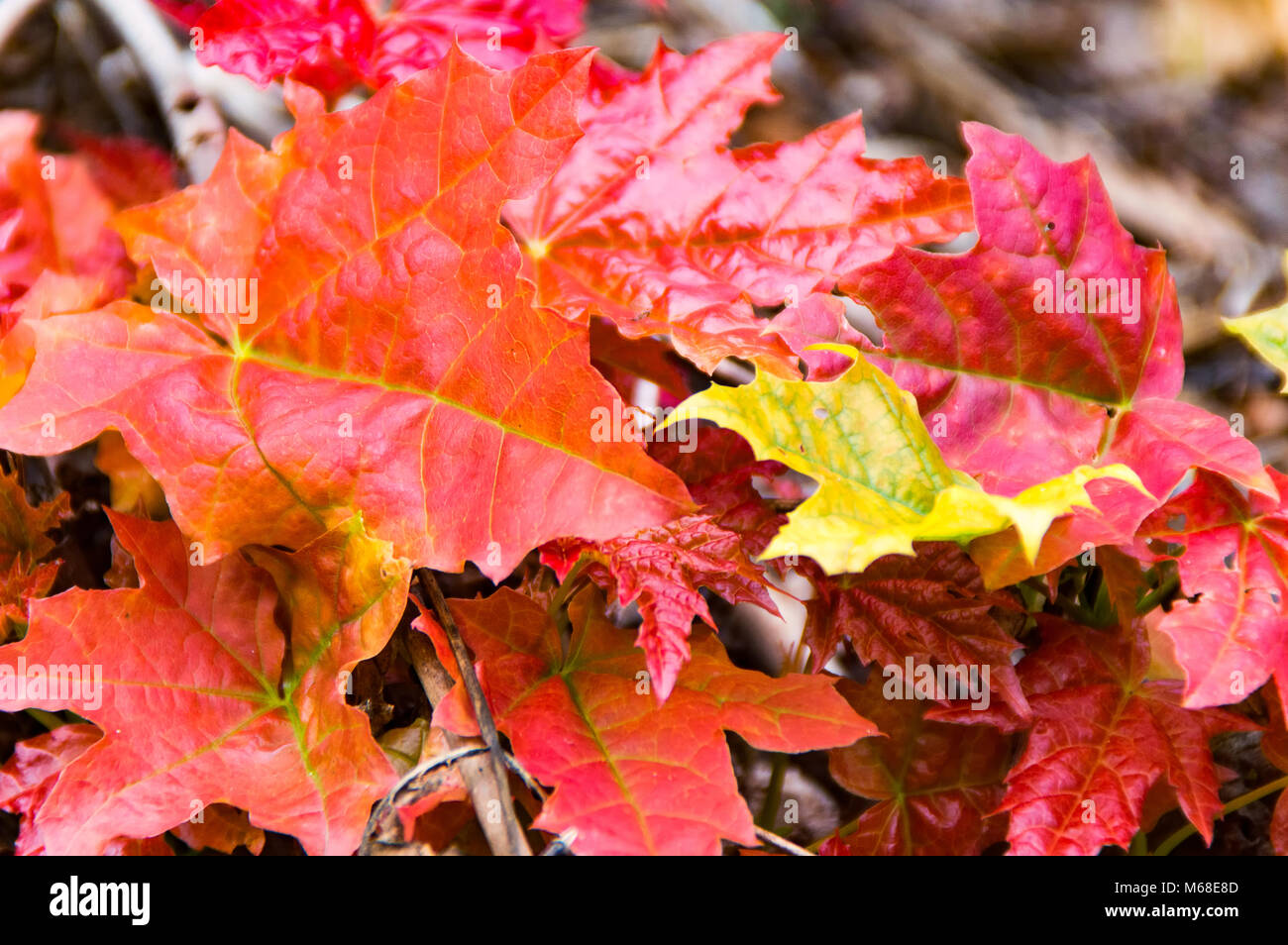 Fallen yellow leaves ash hi-res stock photography and images - Alamy