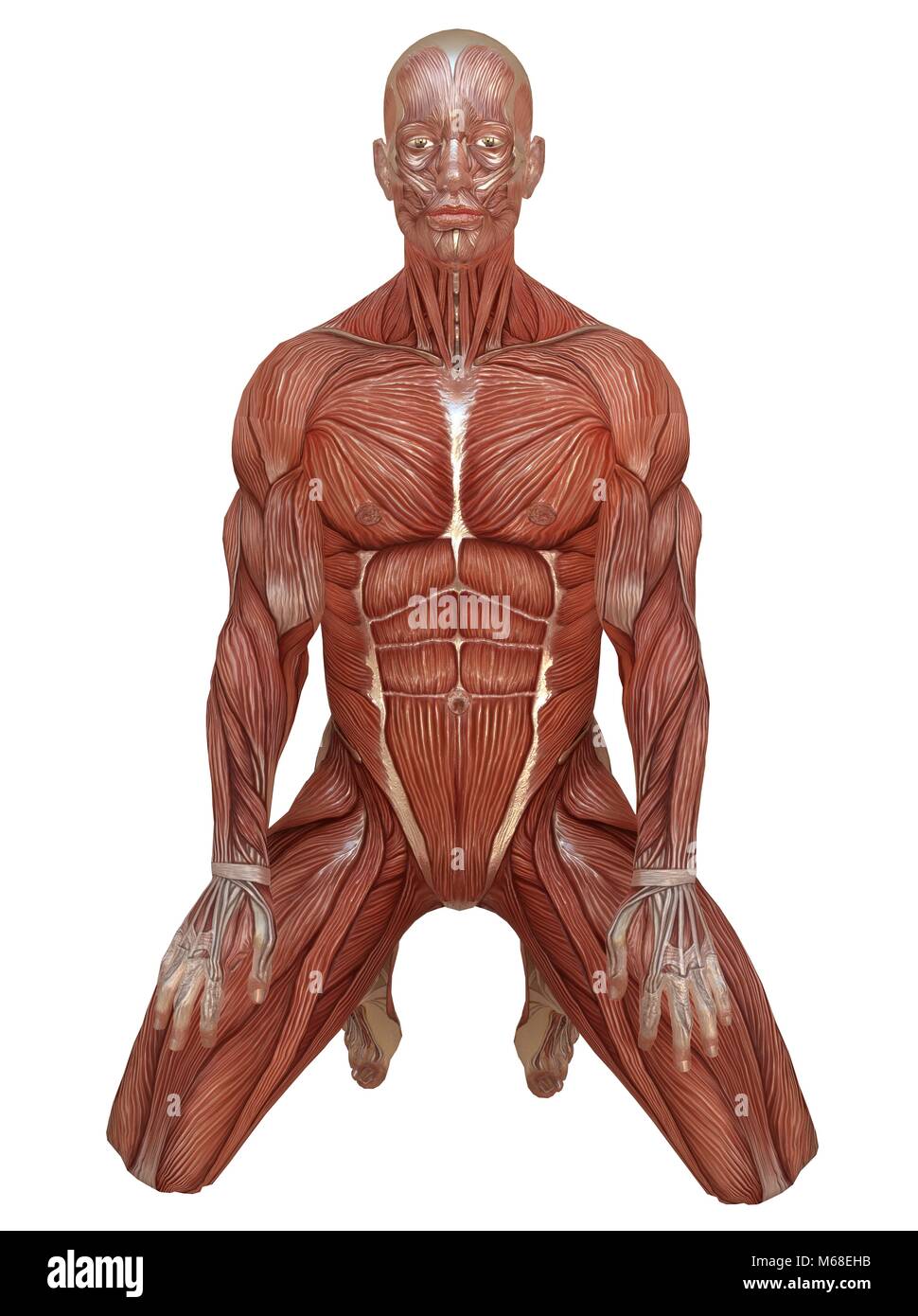 3D illustration male body without skin, anatomy and muscles isolated on white Stock Photo Alamy