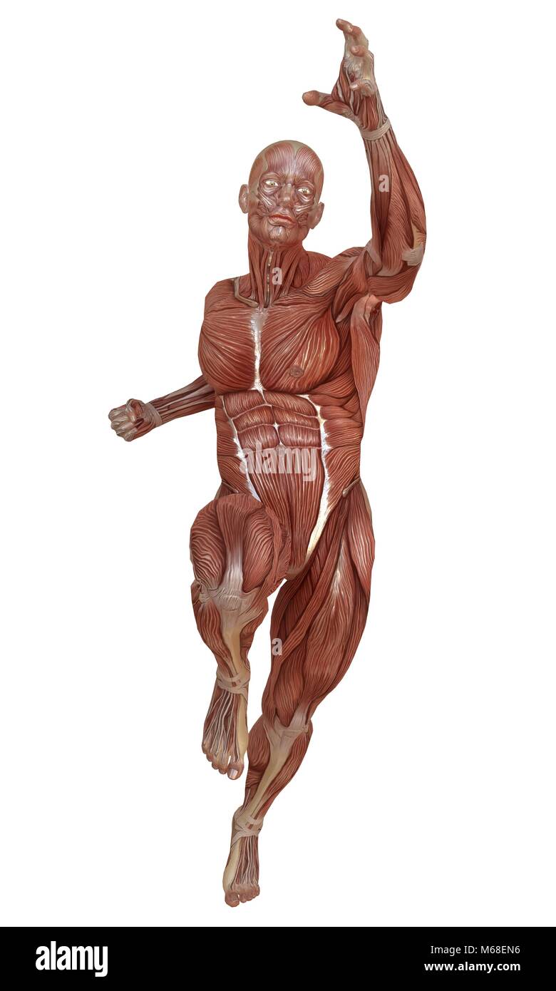 Tendons system Cut Out Stock Images & Pictures Alamy