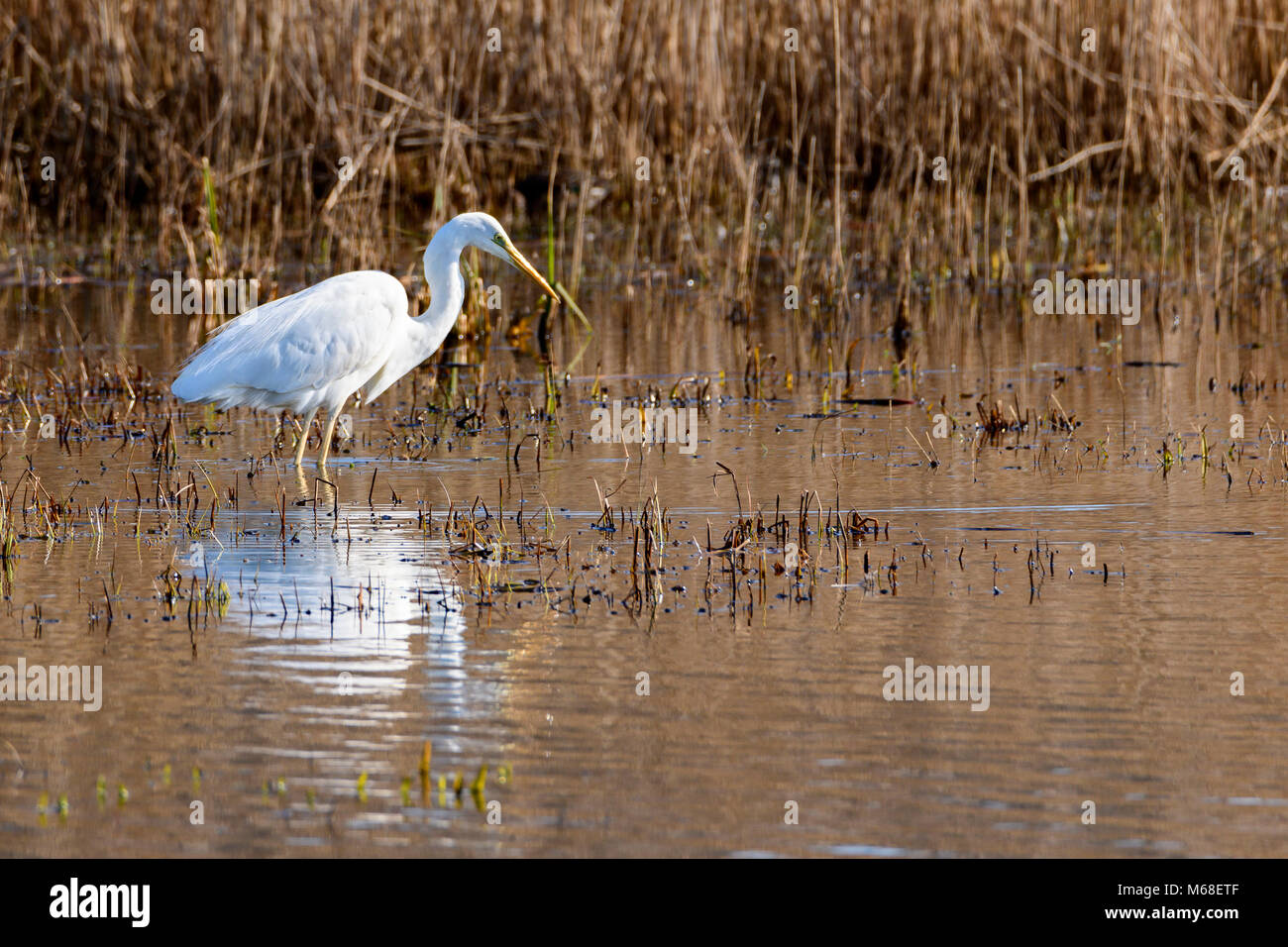 Great white egret hunting for food Stock Photo Alamy