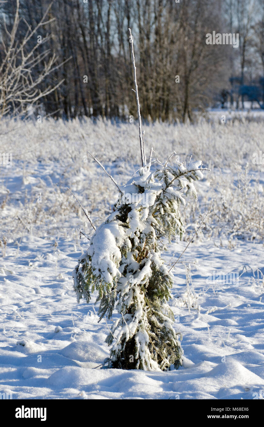 Protected with fir branches young apple tree in winter garden Stock