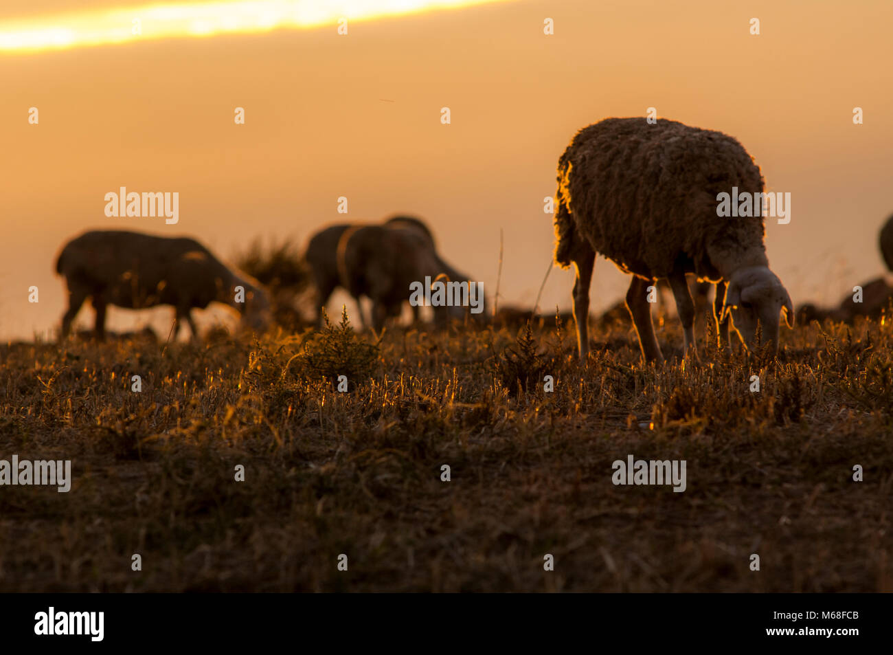 Sheep, domestic animal farm, country, sunset, backlight, wool Stock Photo