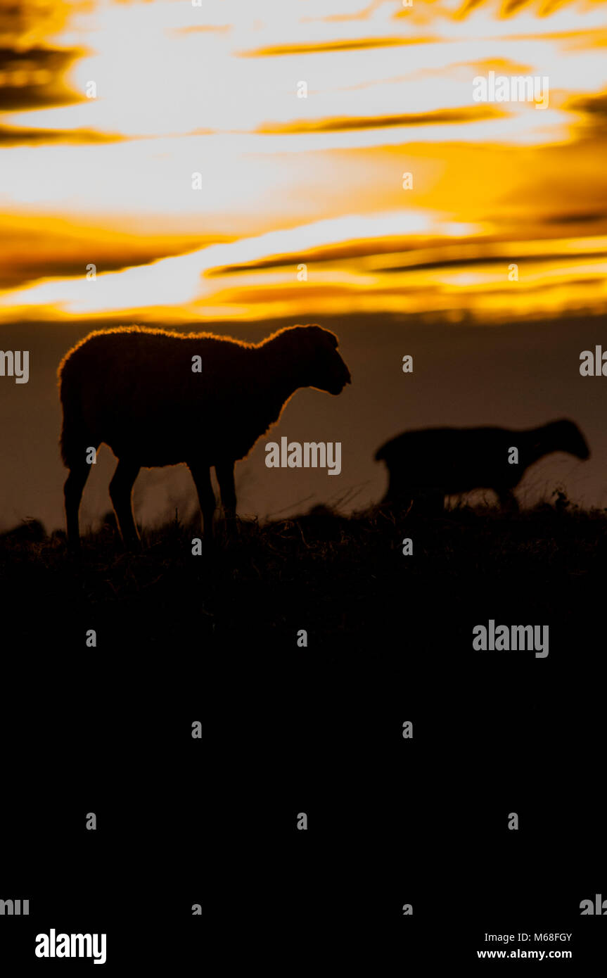 Sheep, domestic animal farm, country, sunset, backlight, wool Stock Photo