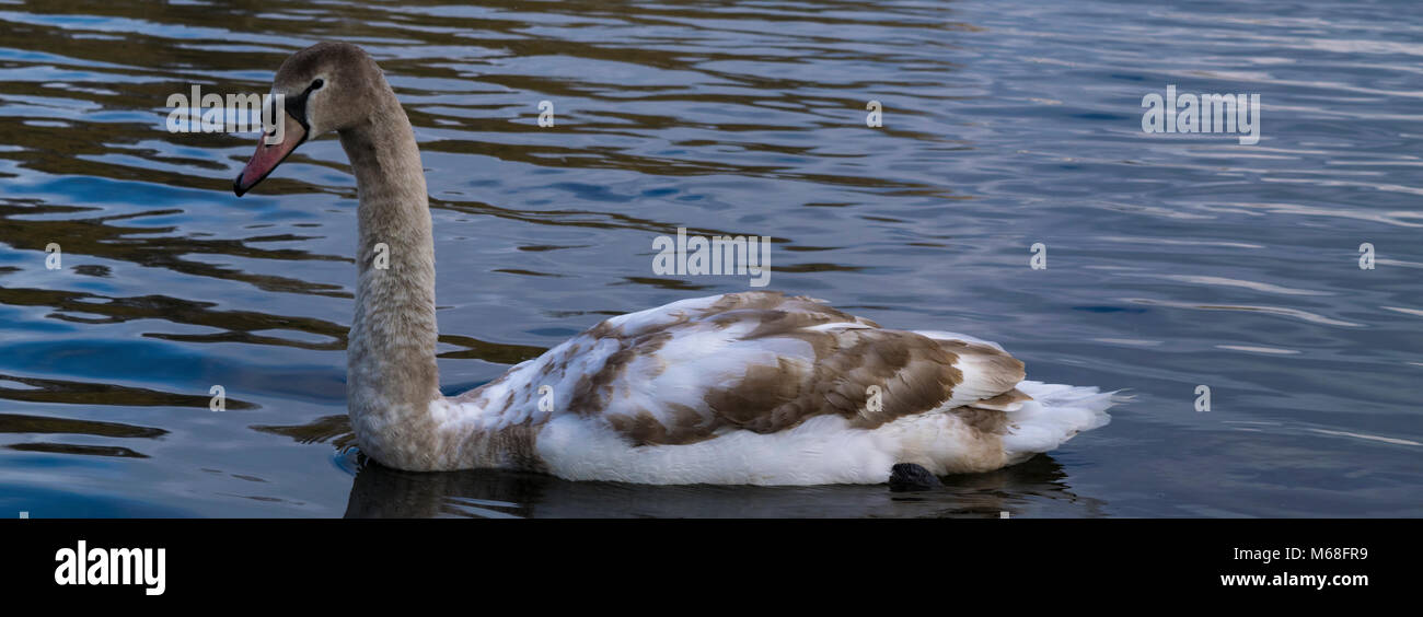 White swans Stock Photo - Alamy