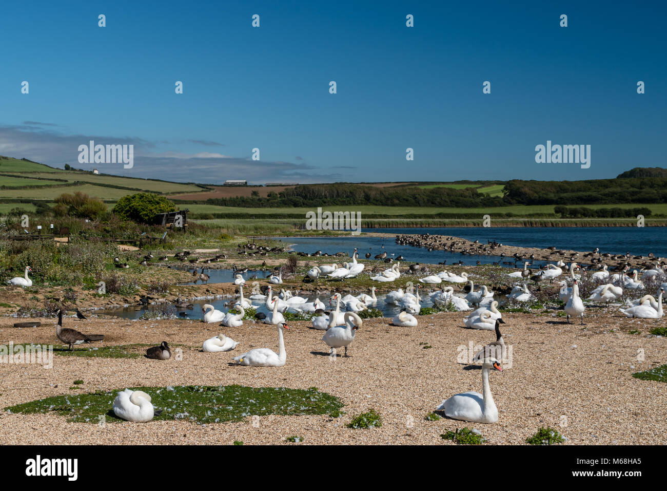 Swans at the Abbotsbury Swannery Stock Photo