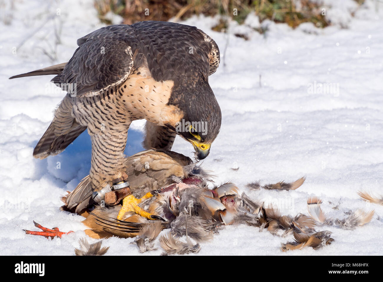 Peregrine falcon (Falco peregrinus) eating a hunted partridge on a ...