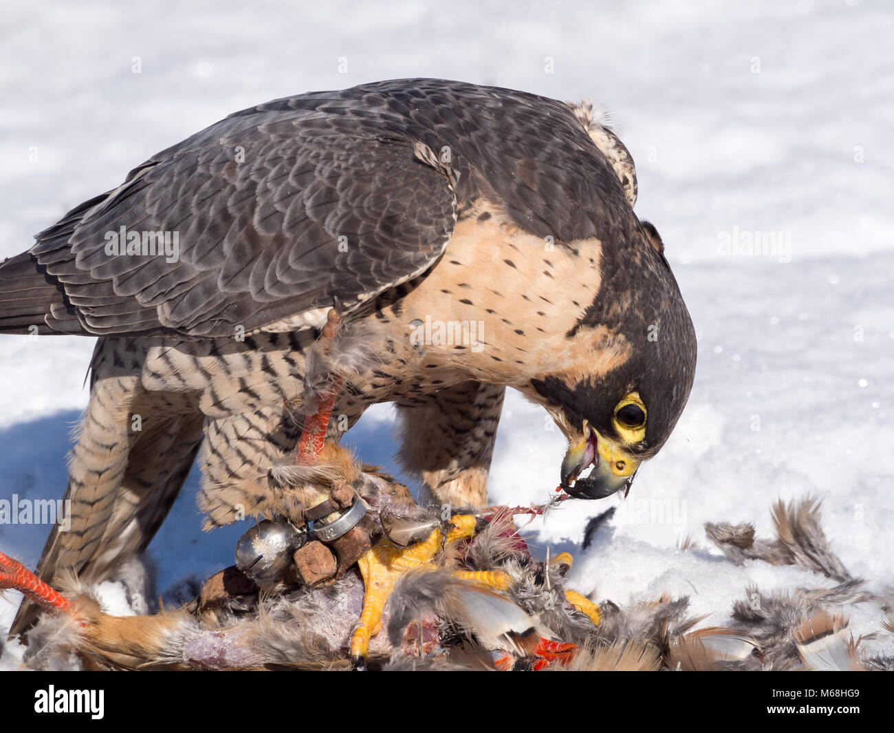 Eating Partridge Peregrine falcon (Falco peregrinus) eating a hunted partridge on a ...